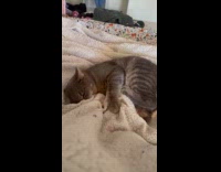 Cat play biting hoomans feet underneath blanket