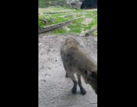 Hyenas spin their head beside glass zoo part 1