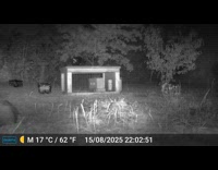 Hedgehog rolls on garden caught on video