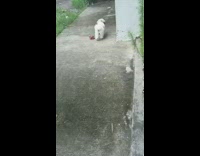 dog goes after toy but passes right by it