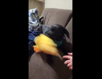 Dog bites new yellow duck crinkle toy