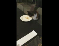 Cat eat chicken on table white plate
