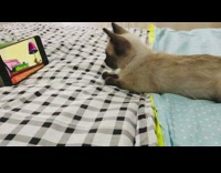 Kitten watches tom and jerry show phone 