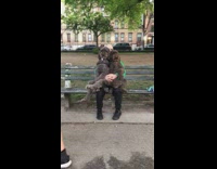 Two Poodles Sit on Guys Lap 