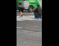 Guy takes photo of fake horse in middle of street 