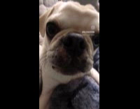 Camera zooms in to pug dog face