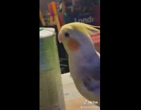 White cockatoo bird green food container