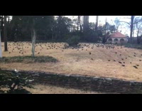 Flock of birds crows on yard grass