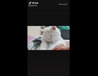 White cat grooms itself guys arm bed