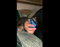 Dog humping mans arm 