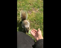 Guy hand feed squirrel on his leg