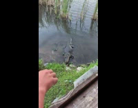 Small turtle snatch food from slow alligator