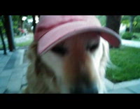Golden retriever dog wears red hat 