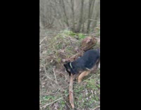 German shepherd picks giant stick then runs off