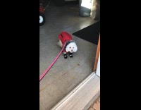 Sad dog hates going for walks with jacket