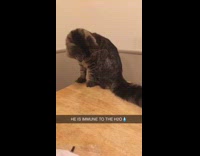 Cat immune to water spray