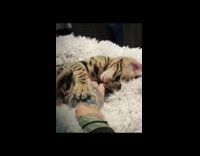 Girl with hand tattoo pets brown cat 