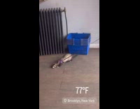 Man enter store with ferret on leash