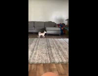 Small dog tossed by black reclining chair 