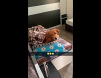 Dog on the bed stares at owner 