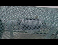 Bird Flies Inside Water Shutoff Valve Cage