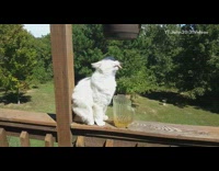 White cat sits drinks dripping water plant 