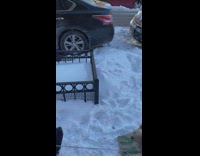 Woman drags her dog on cardboard paper sled