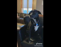 Black white dog chain collar wasnt me 