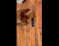 Dog plays with phone on the floor