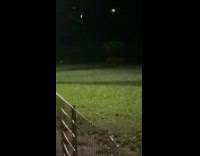 Man shows coyote roams around central park