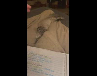 Pet cat lie down between the legs of the owner