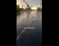 Woman found lost tortoise on street
