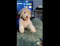 Pet dog taught tricks on the bed