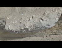 Old Sea Shells embedded on the beach rock cliff