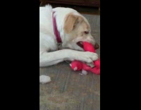 Pet dog play bite pink plushy toy