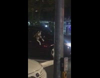 Husky dog paws out red minivan car 