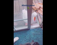 White goose hiss at cat inside house