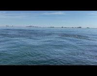 Whale go above water to eat fish