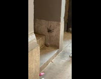 Guy sees large spider on building wall 