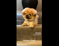 Puppy on Stairs Waggles Tails then Hops Down