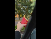 Seagull on car grab McDonalds fries from woman
