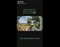 Sandhill crane rings doorbell