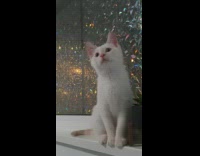 White kitten sits watches girl swing toy 