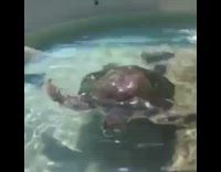 Turtle with floater syndrome floats up water