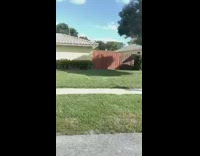 Blue shirt guy catches iguana 