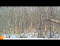 Guy rides moose outside in snow 