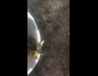 Turtle on basin stretch its long neck