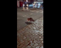 Collab WINY - Raccoon run in the middle of street