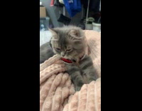 Grey kitten knead on beige blanket bed