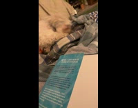 Dog rubbing face on blanket 